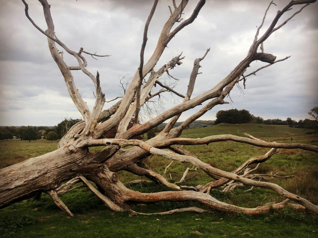 pexels-photo-34729217-34729217 A dramatic view of a fallen tree in a lush countryside setting.